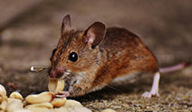 24 Hour & Emergency Exterminators in Villanueva, NM